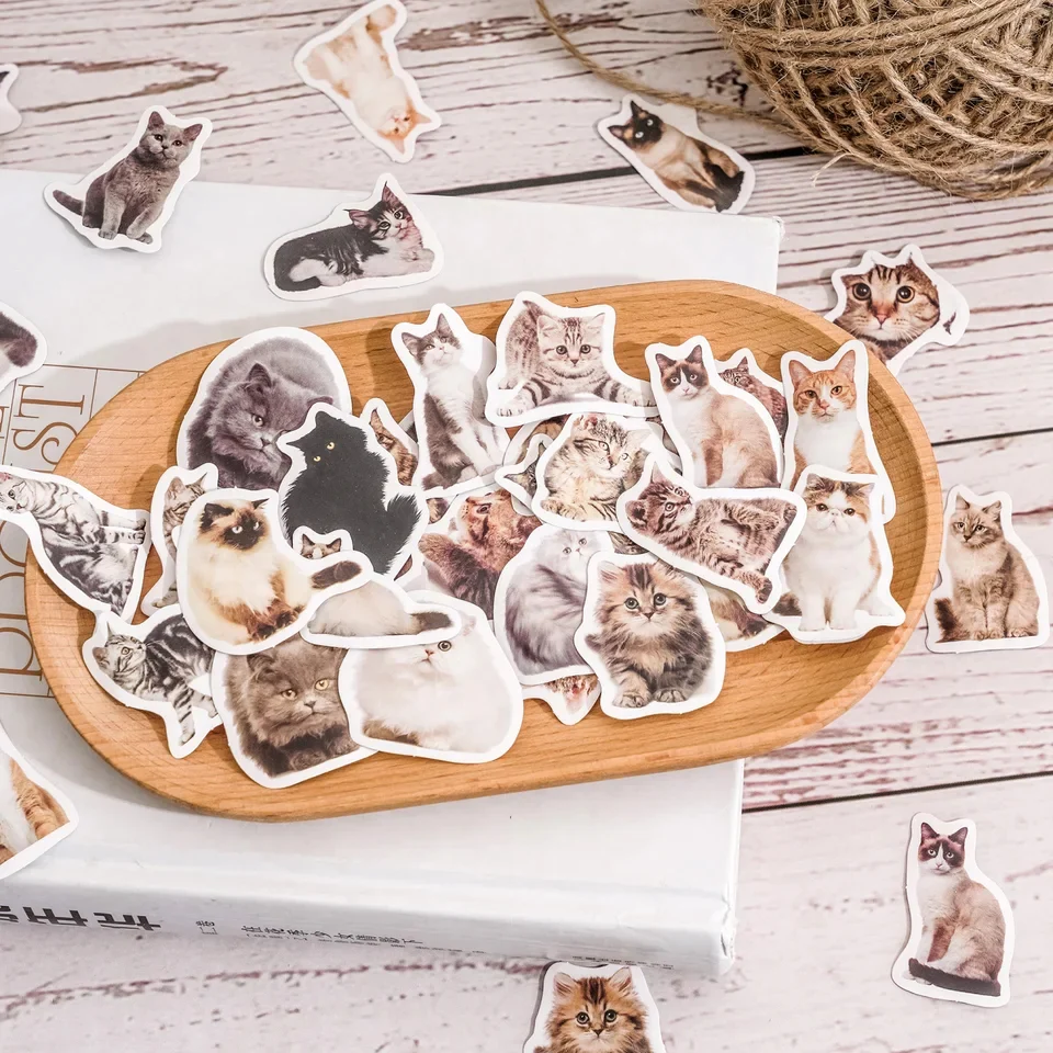 Sticker Box - Kitty Selfie - 45 Stickers - Image 2