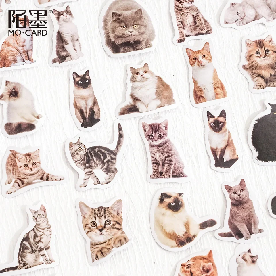Sticker Box - Kitty Selfie - 45 Stickers - Image 3